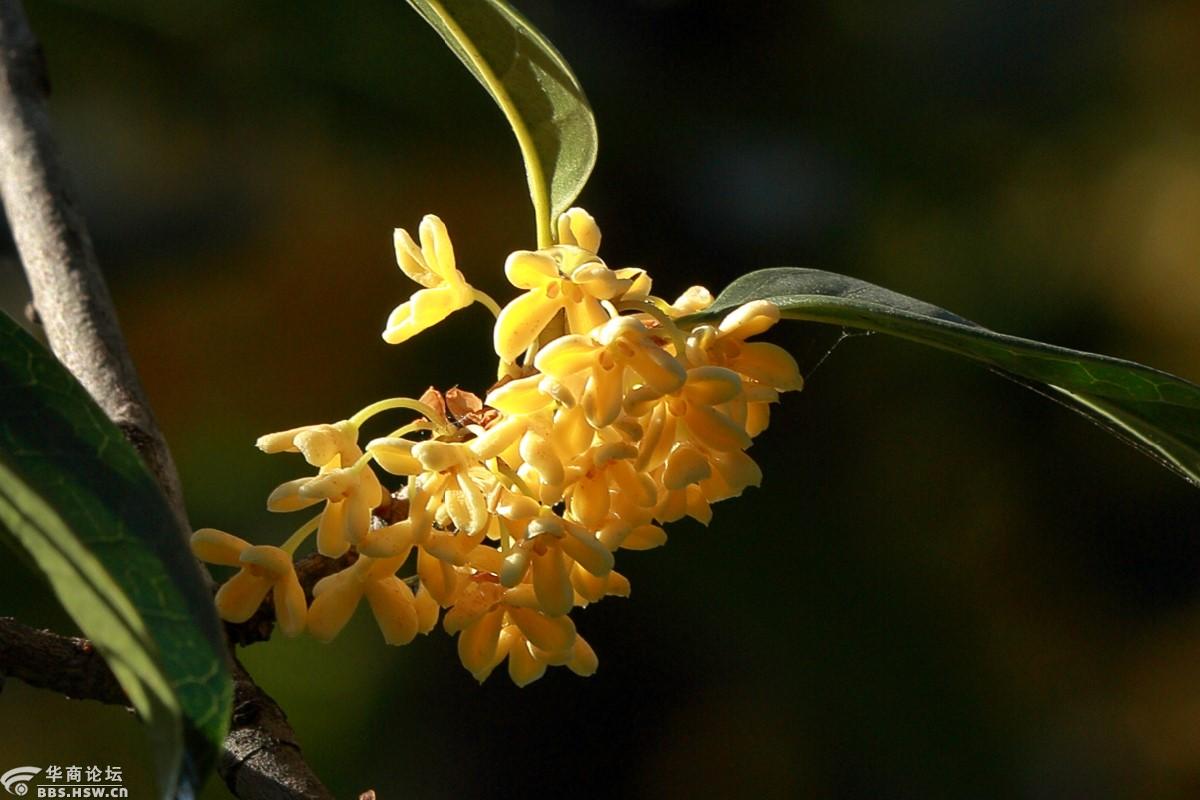 秋风微拂秋意兴桂香轻盈满院庭碧云香花金玉叶闲看秋日好风景