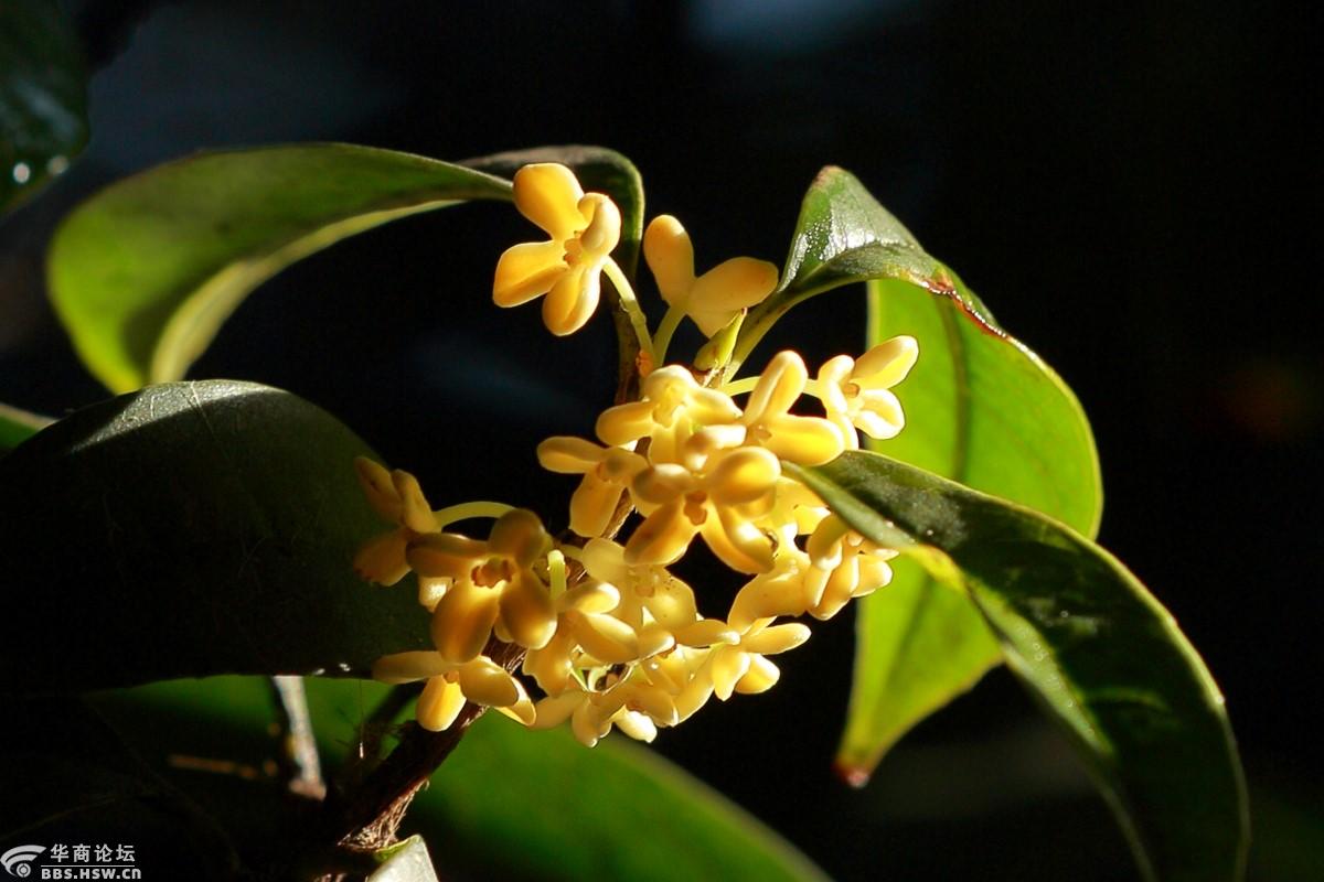 秋风微拂秋意兴桂香轻盈满院庭碧云香花金玉叶闲看秋日好风景