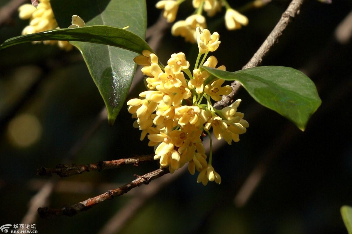 秋风微拂秋意兴桂香轻盈满院庭碧云香花金玉叶闲看秋日好风景