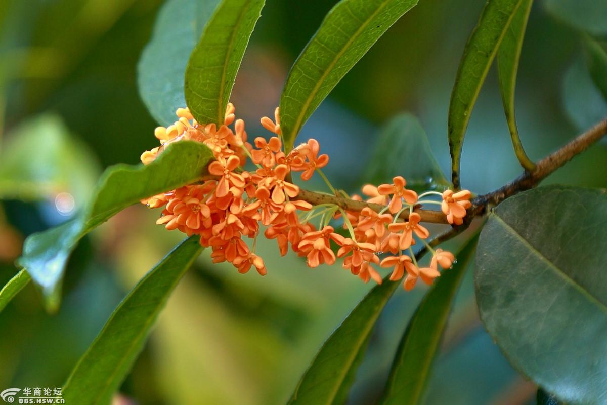 秋风微拂秋意兴桂香轻盈满院庭碧云香花金玉叶闲看秋日好风景