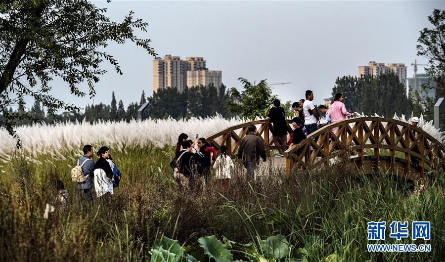 （美丽中国）（7）汉江湿地秋意浓 芦花荻荻醉游人
