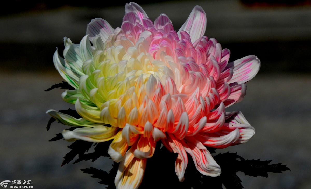 西安植物园的五彩菊花美炸了