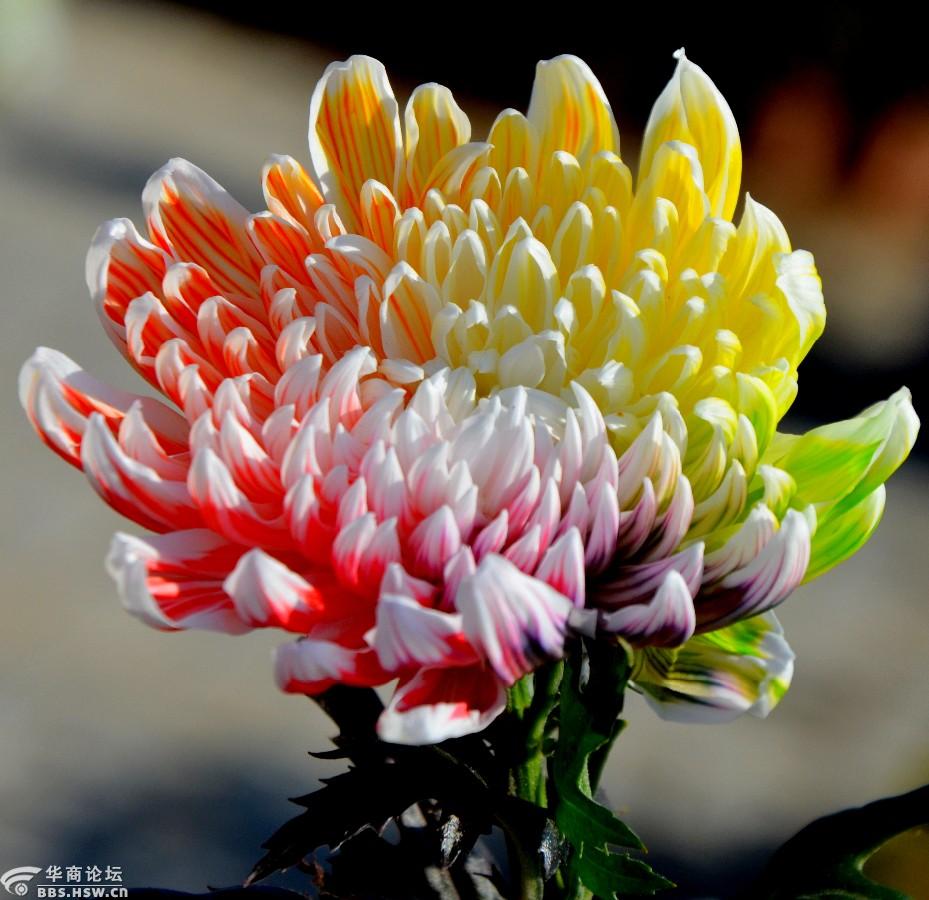西安植物园的五彩菊花美炸了