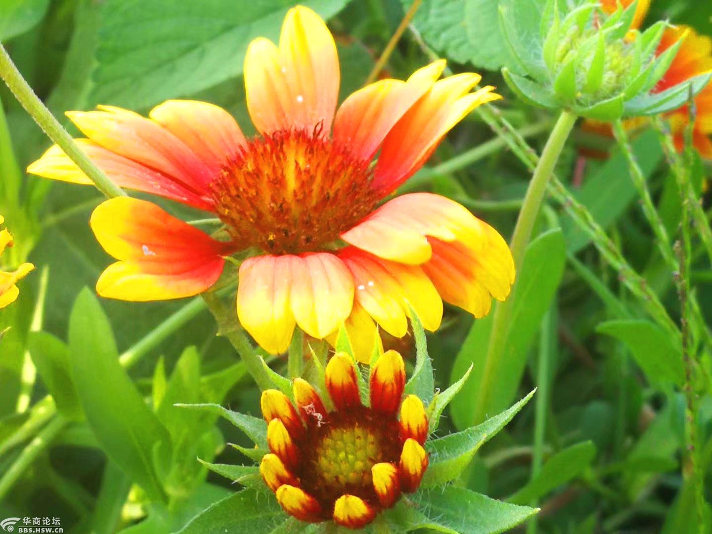 风中舞动的无人菊