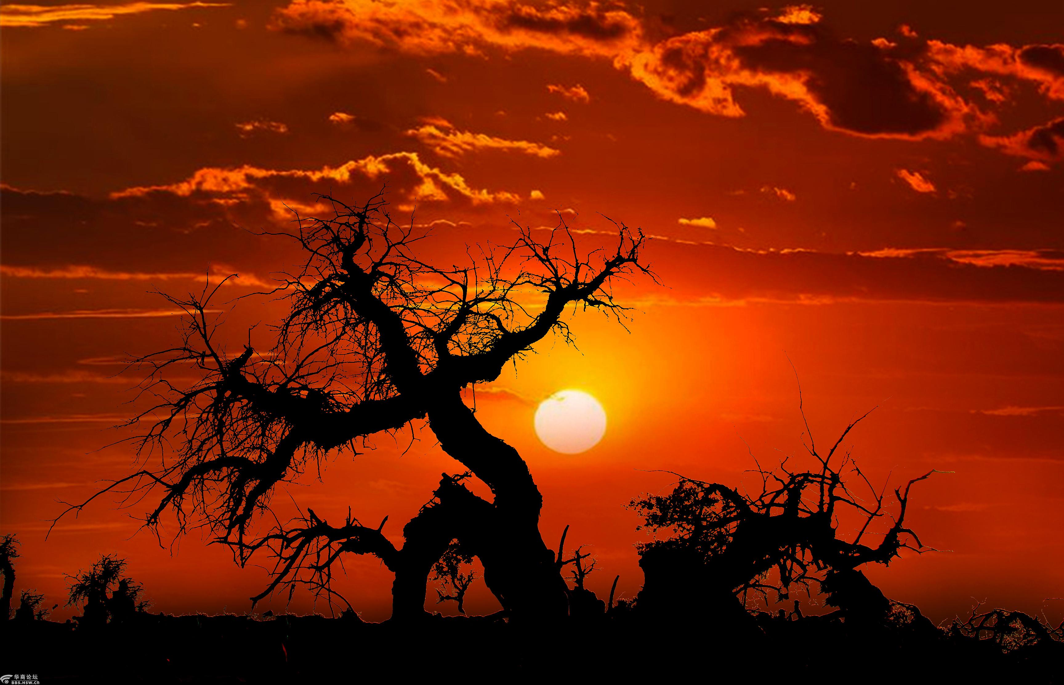 落日下不朽的胡杨