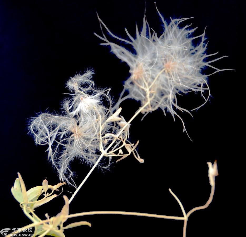 额济纳之神胡杨