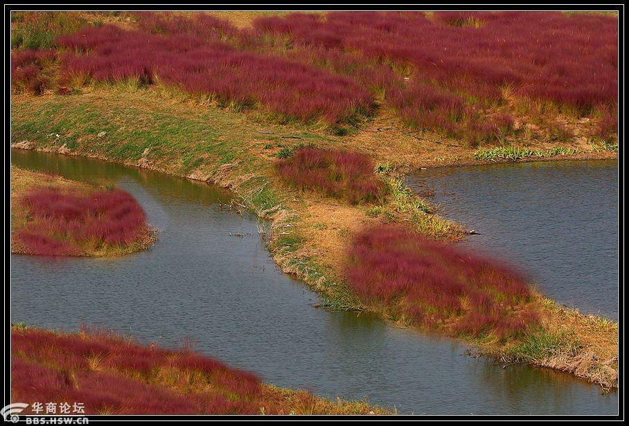 染秋西咸沣渭公园红芦苇