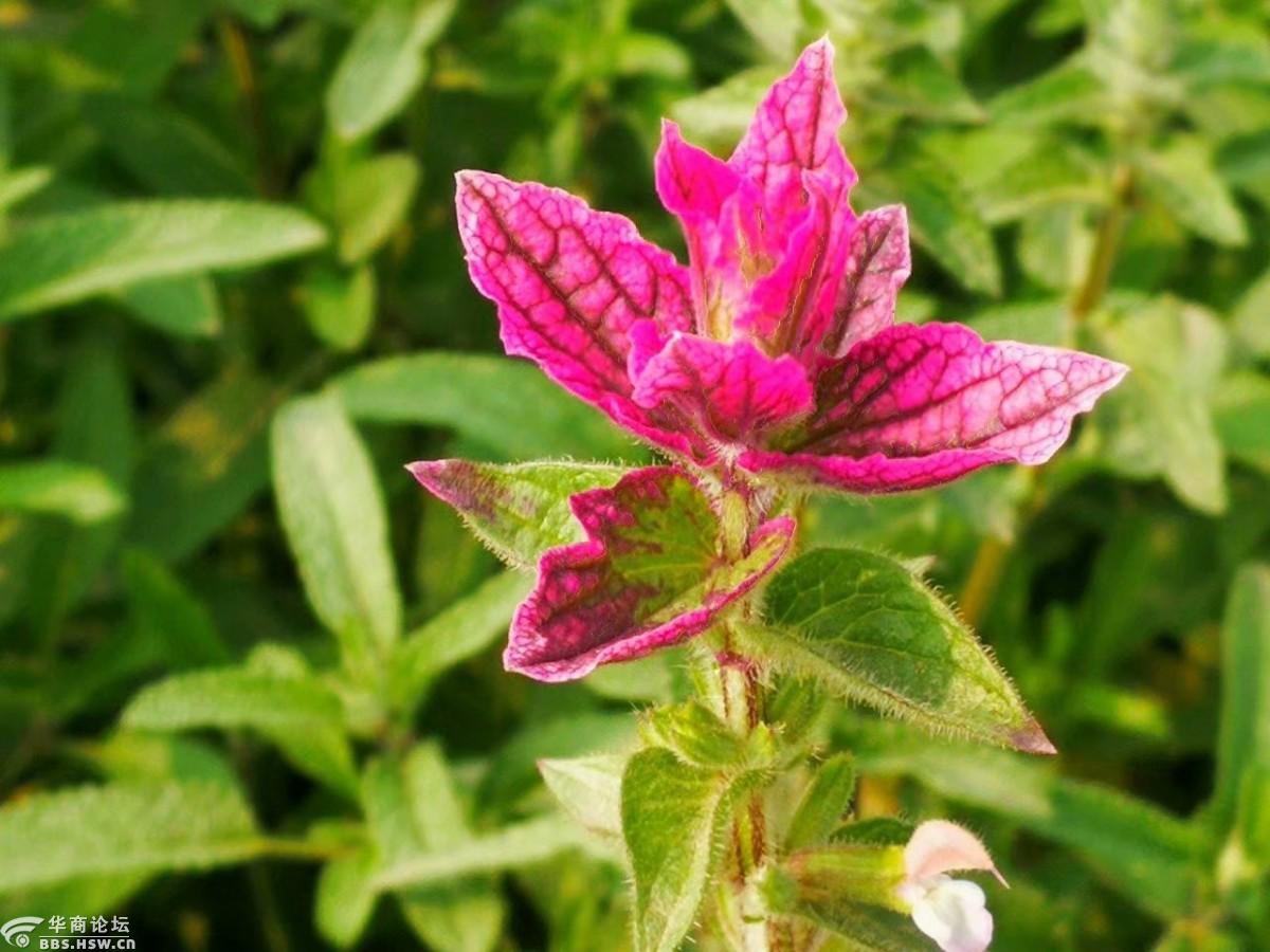 路遇彩苞鼠尾草