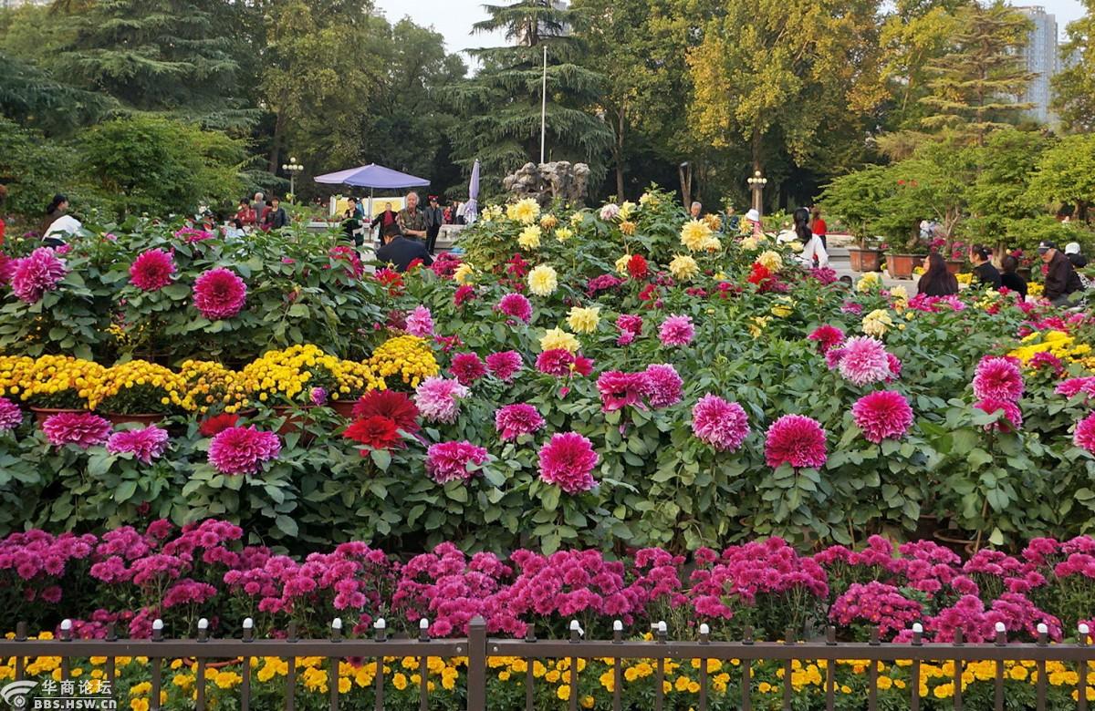 重阳节兴庆公园看花展