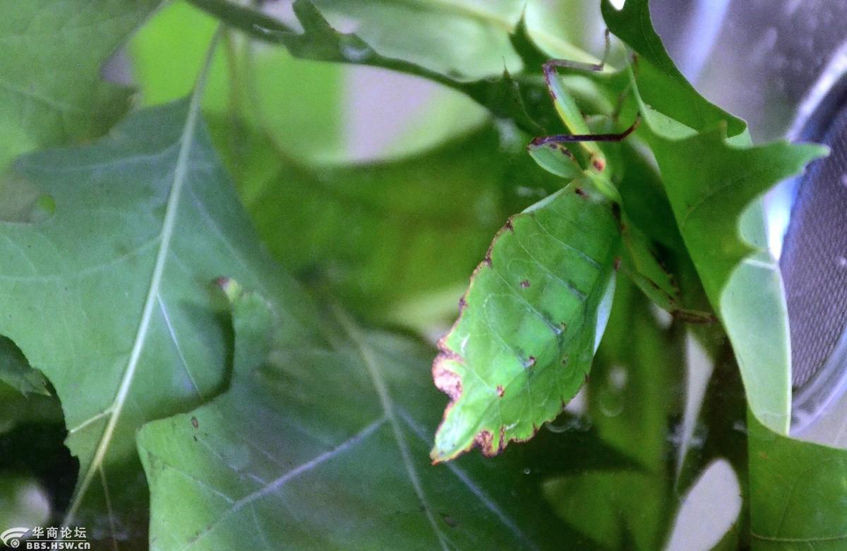 没有见过的叶子虫