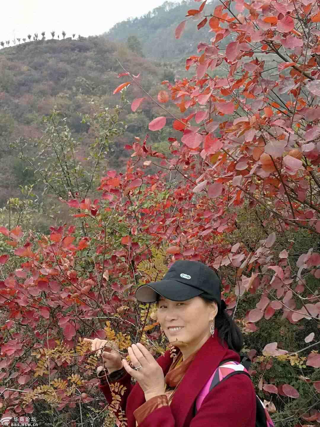 今年的韩城香山红叶不用再去了!