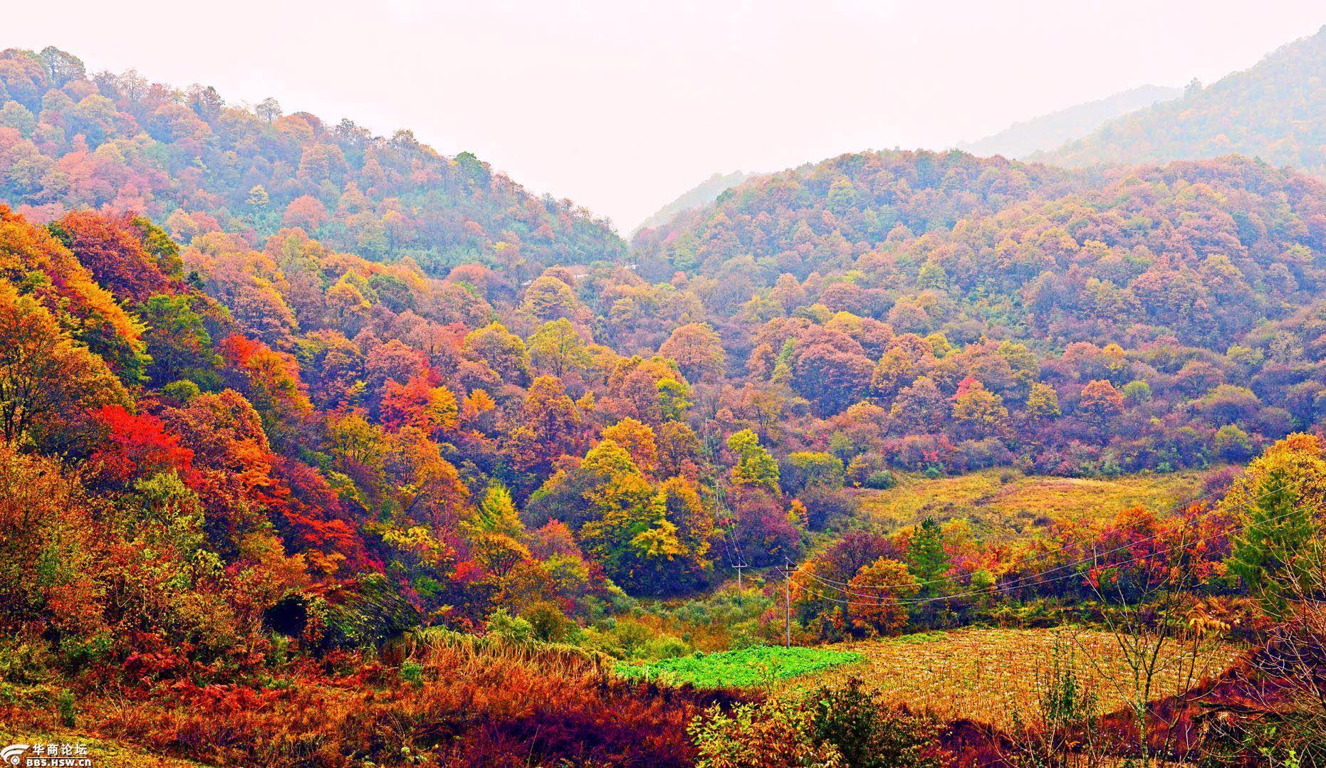 华商乡村游no99柞水逛黄花岭赏大秦岭最美红叶休闲摄影1日游