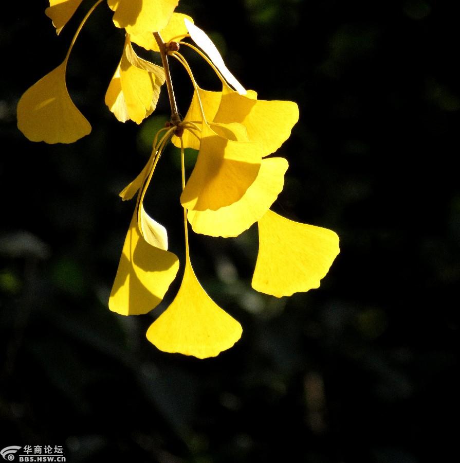 寻找最美的叶子