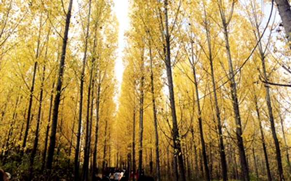 秋染白杨披金装千年银杏露鹅黄 西安的秋令人陶醉