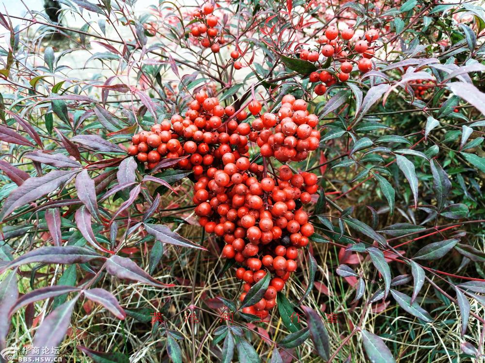 南天竹结果红豆豆