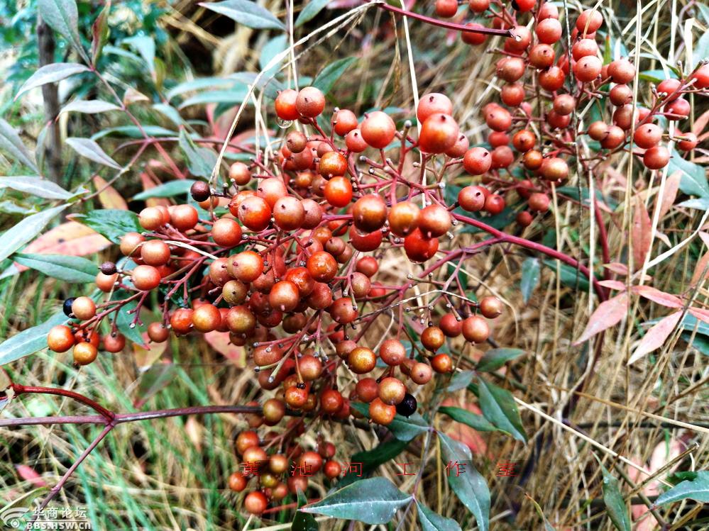 南天竹结果红豆豆