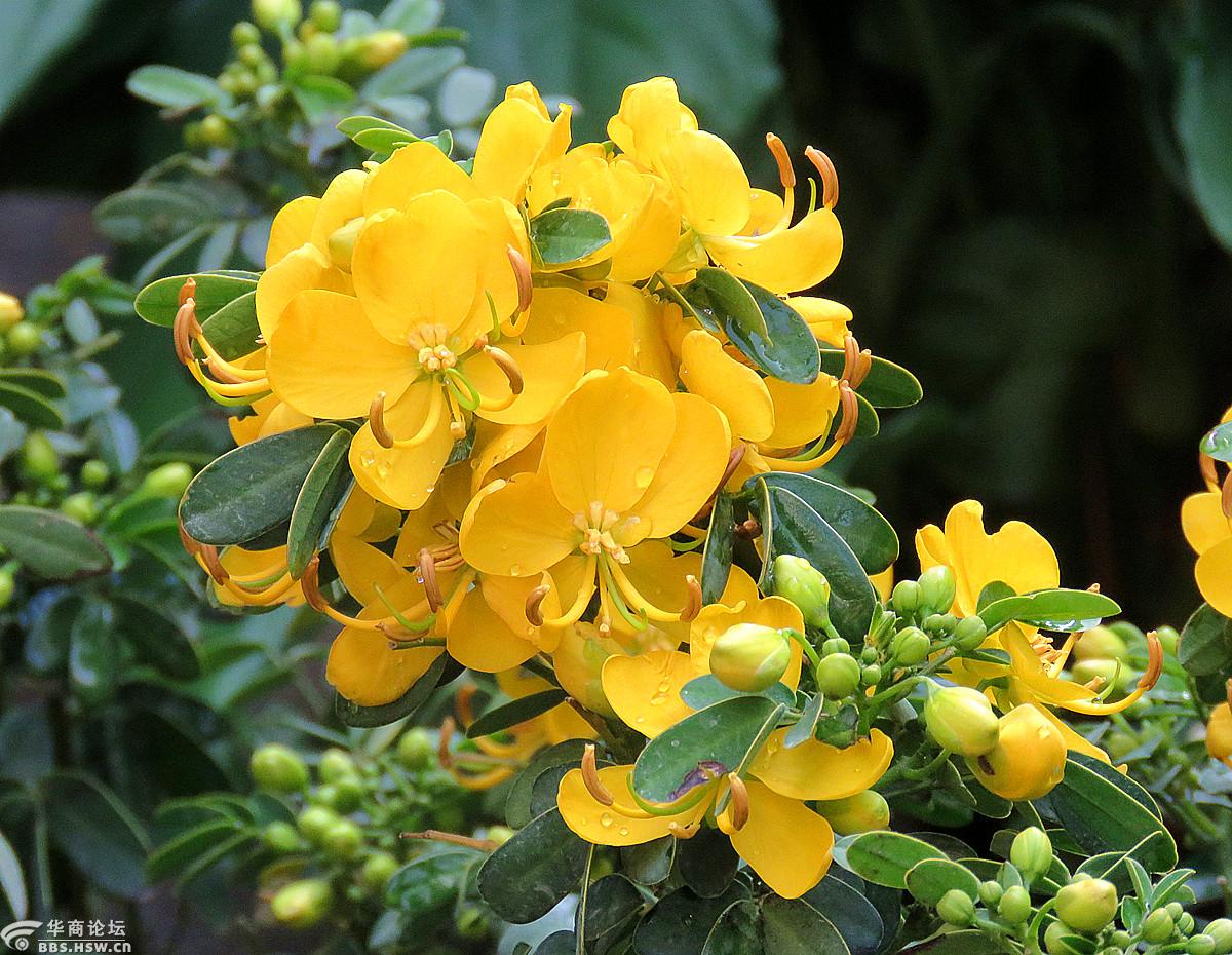 市场上卖的决明子花