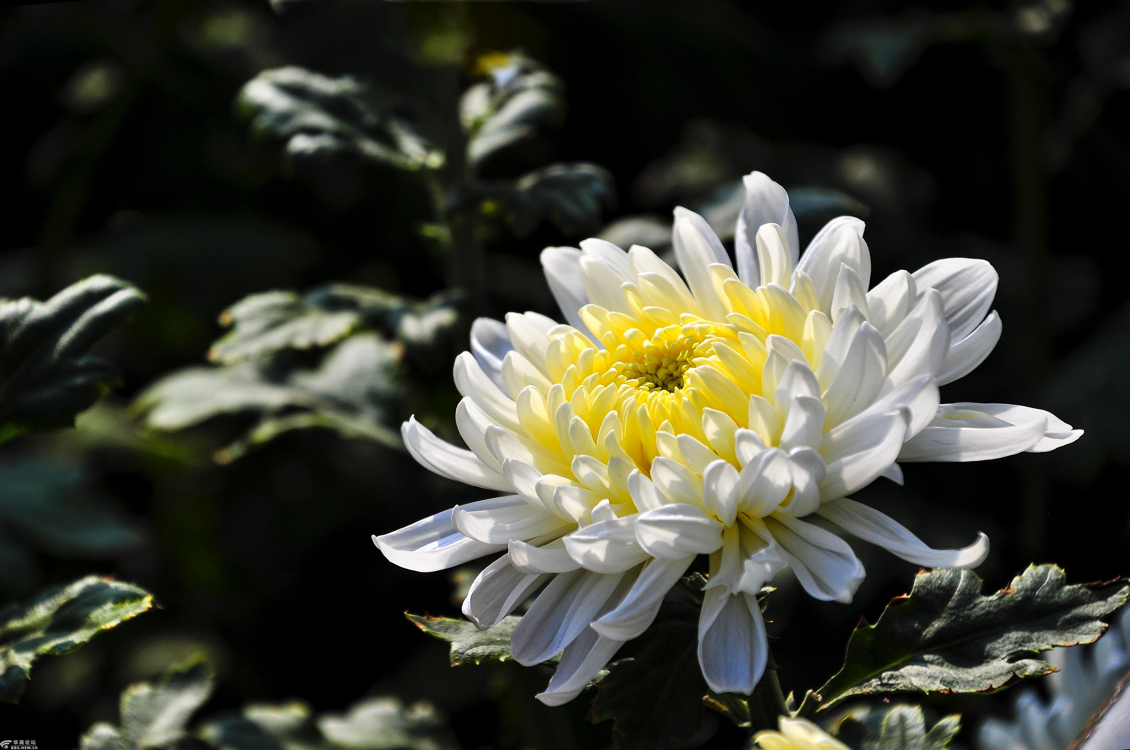 2018兴庆公园菊花绽放