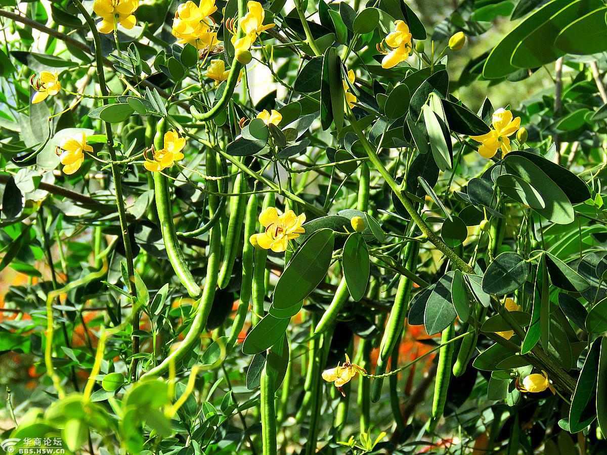 树上结豆角你见过吗