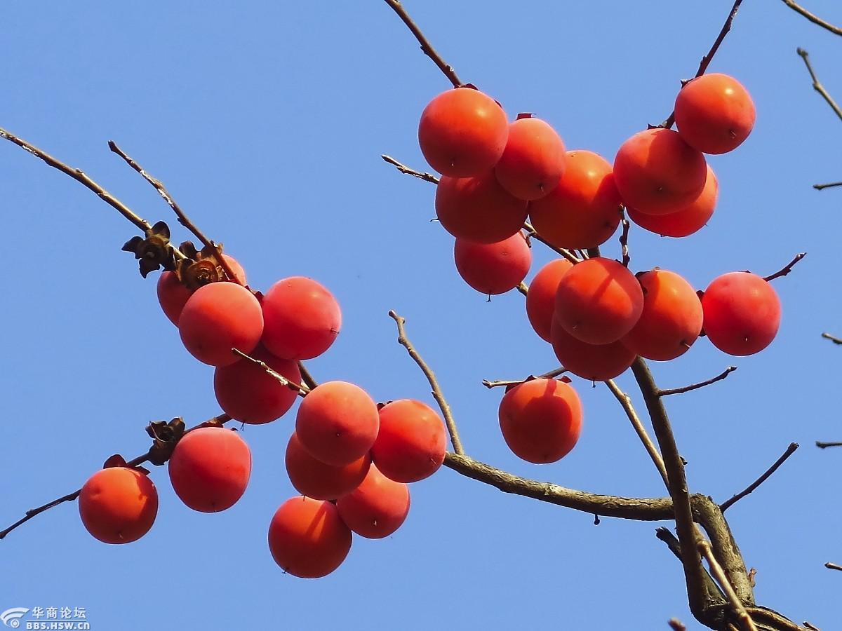 火红的柿子挂枝头