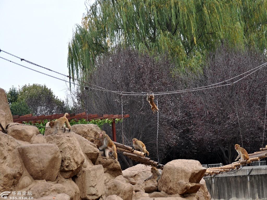 走进【西安野生动物园】欣赏天真可爱的猴子们(随拍)-咸阳论坛-华商