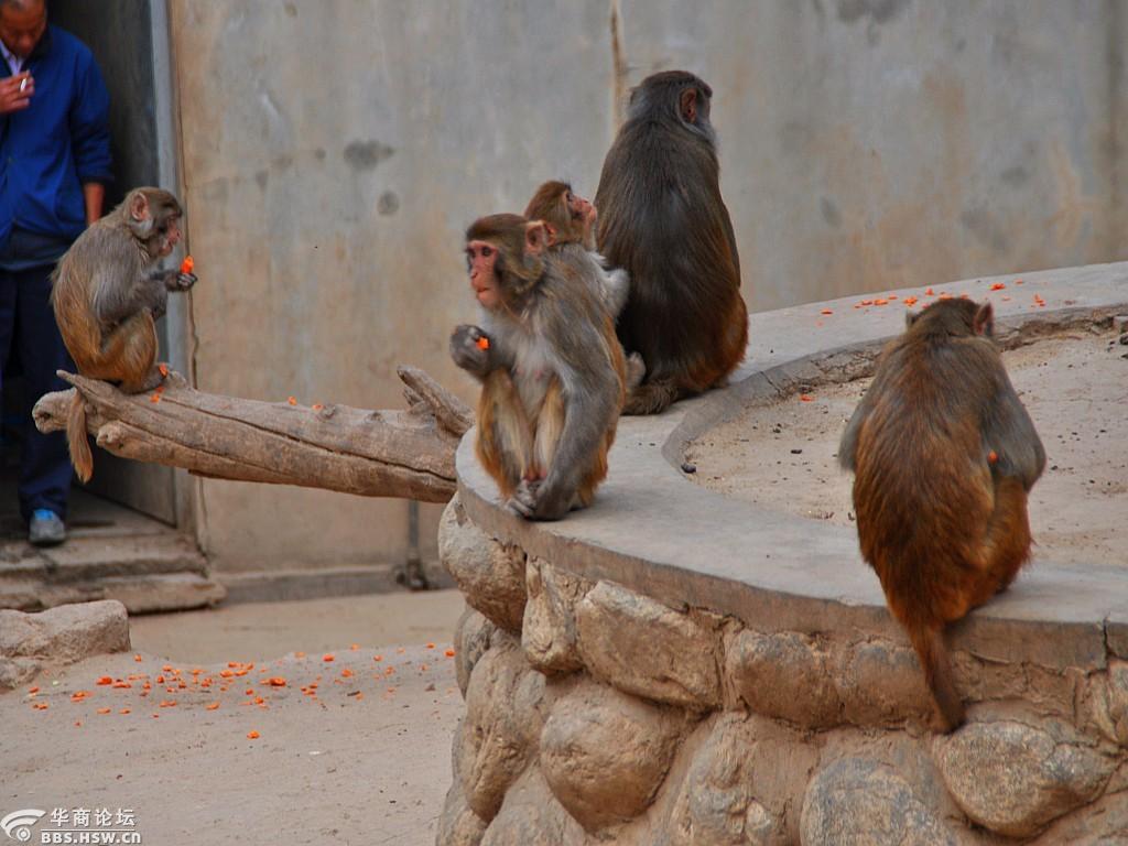 走进【西安野生动物园】欣赏天真可爱的猴子们(随拍)-咸阳论坛-华商