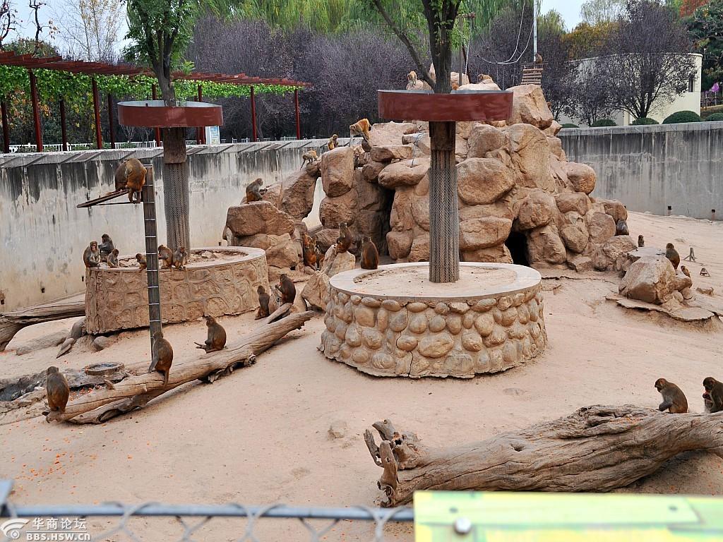 走进【西安野生动物园】欣赏天真可爱的猴子们(随拍)-咸阳论坛-华商