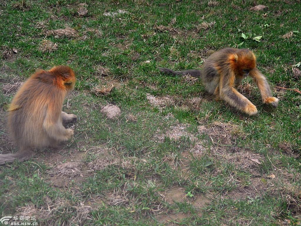 走进【西安野生动物园】欣赏天真可爱的猴子们(随拍)-咸阳论坛-华商