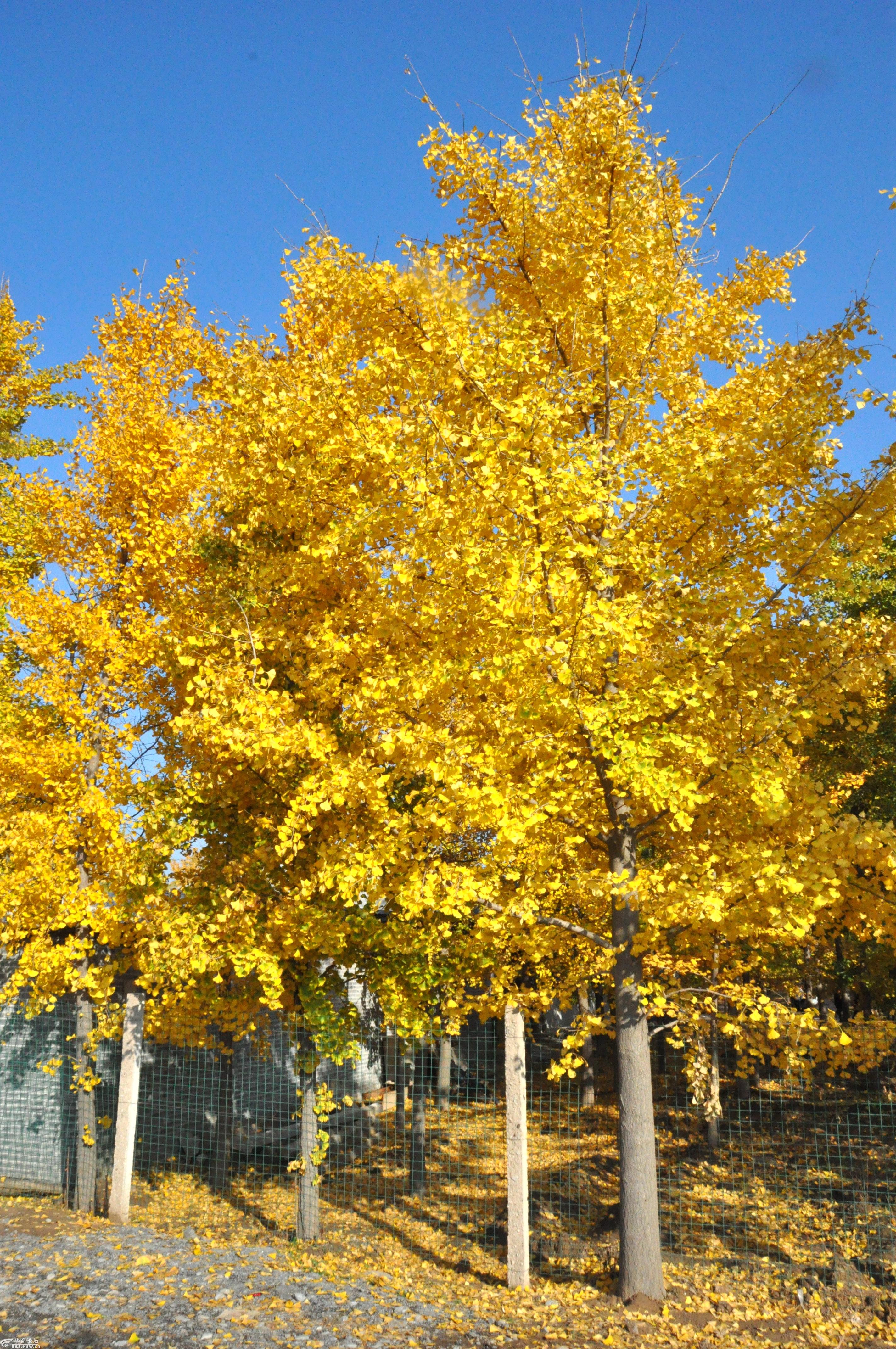 入冬银杏叶儿黄,兴平马村细品赏!-游山玩水-华商论坛