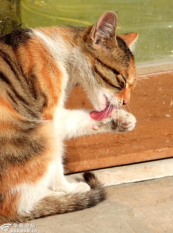 猫咪爱洗脸养成卫生好习惯