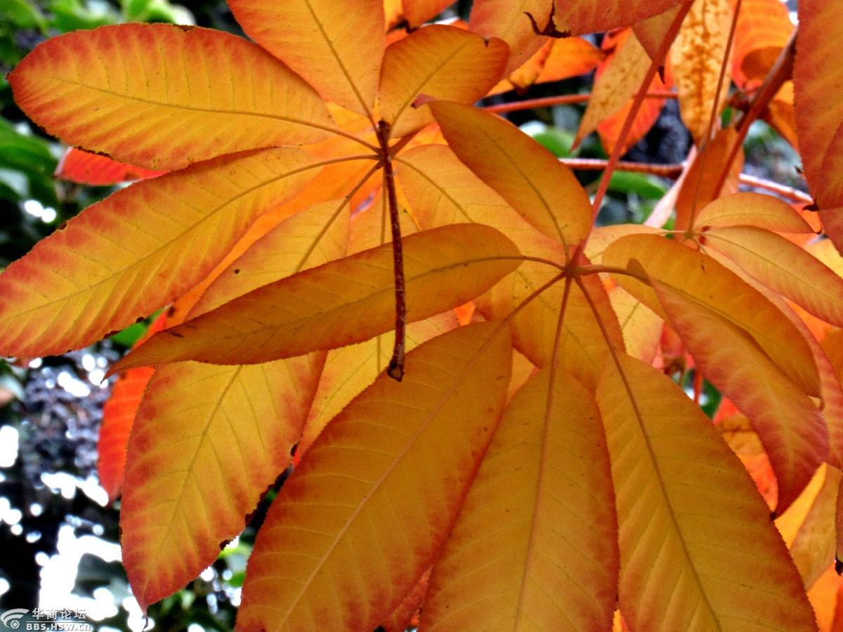 美丽的七叶树叶