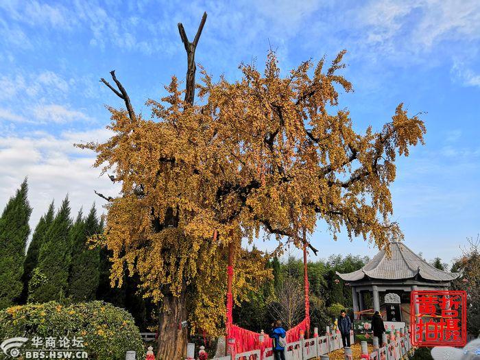 重阳宫银杏树-咸阳论坛-华商论坛