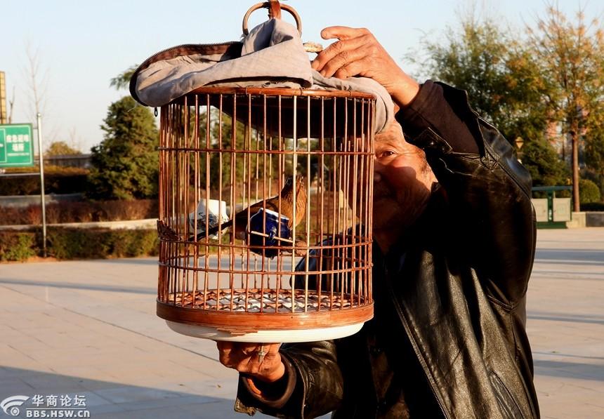 爱养鸟的七旬老人