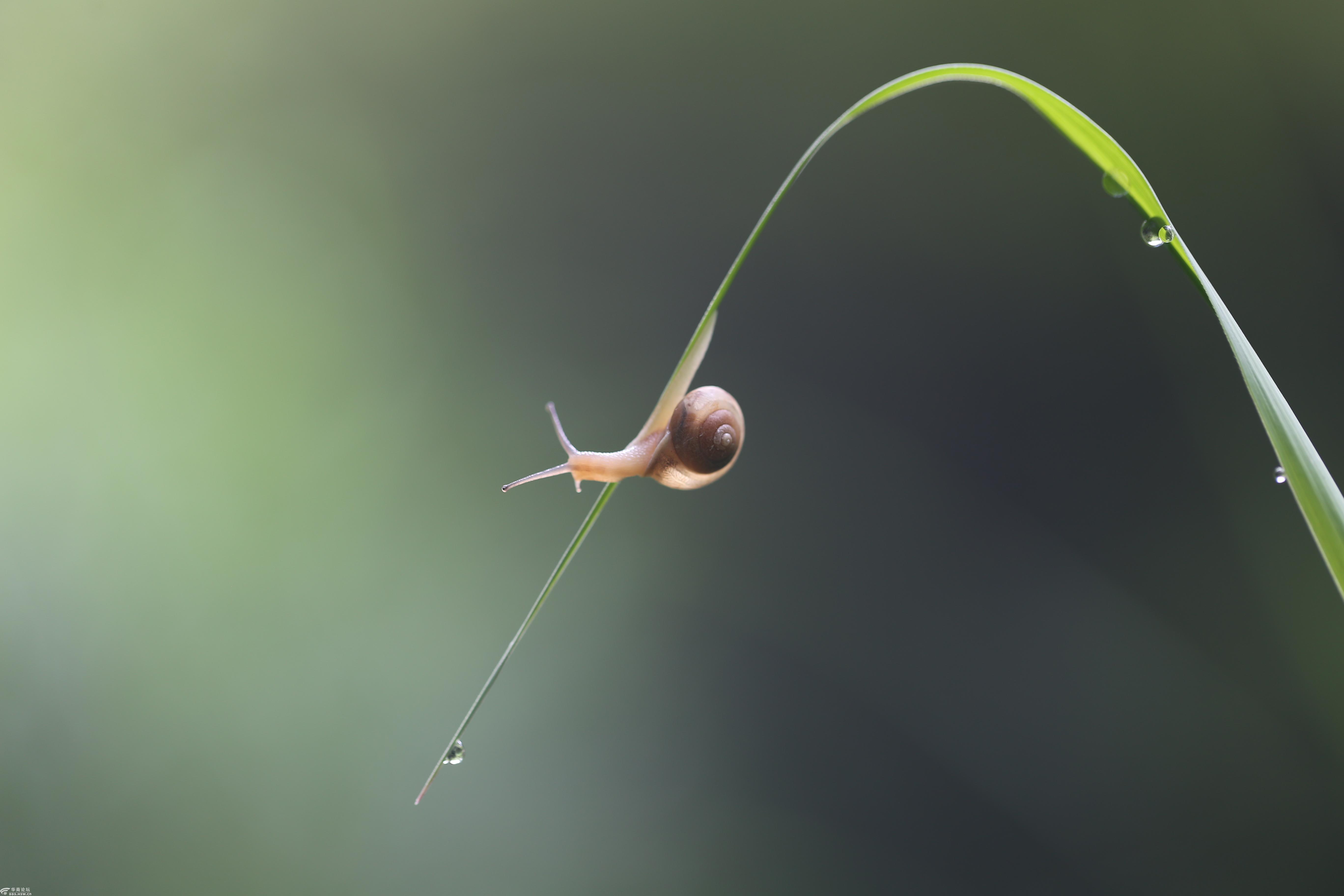带着房子旅行的蜗牛