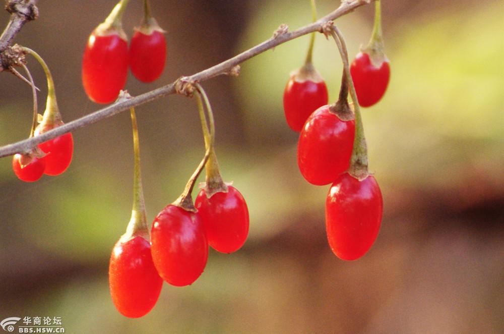 初冬红红的枸杞果