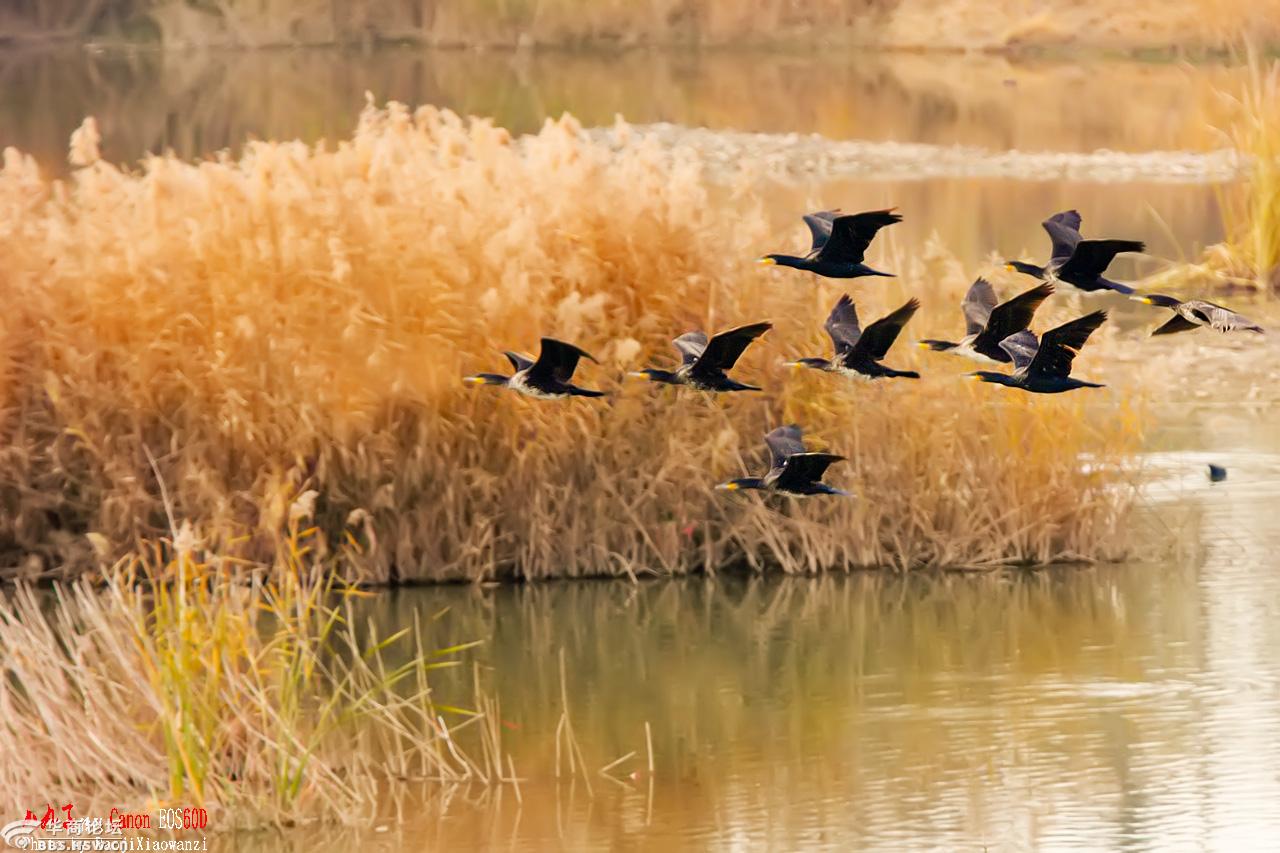 芦苇荡里的鸬鹚