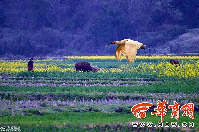 3.三等奖、作者：塞北杨柳---和谐的鹮乡.jpg