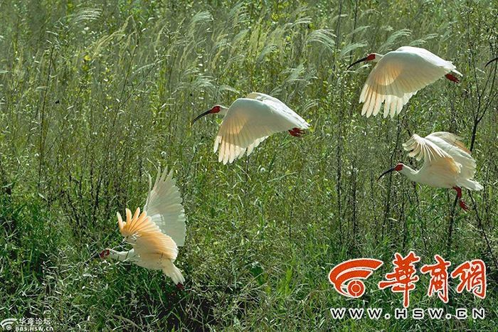 4.优秀奖、作者：老邓  作品：最美朱鹮.jpg