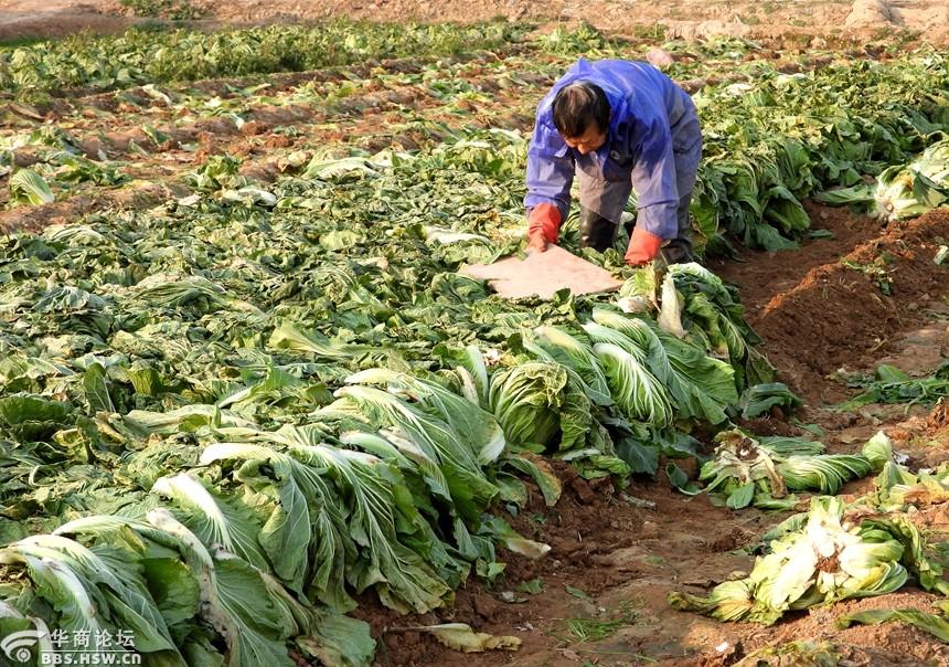 天寒地冻,农民抓紧冬藏大白菜!