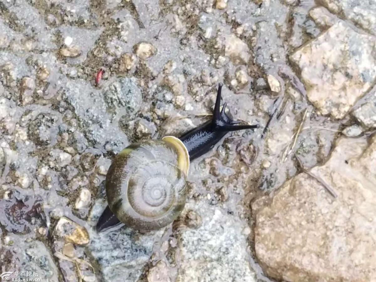 秦岭主峰附近发现的黑蜗牛