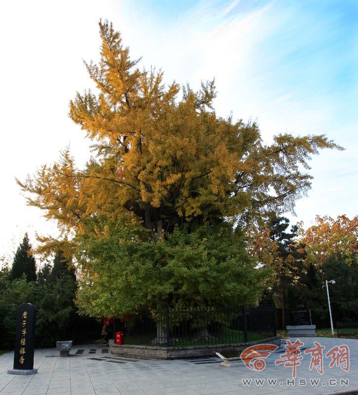 4c5z240q.jpg