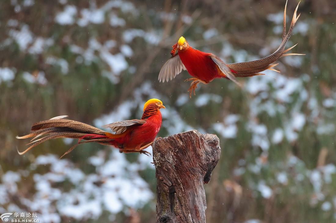 一组红腹锦鸡片片祝大家新年吉祥