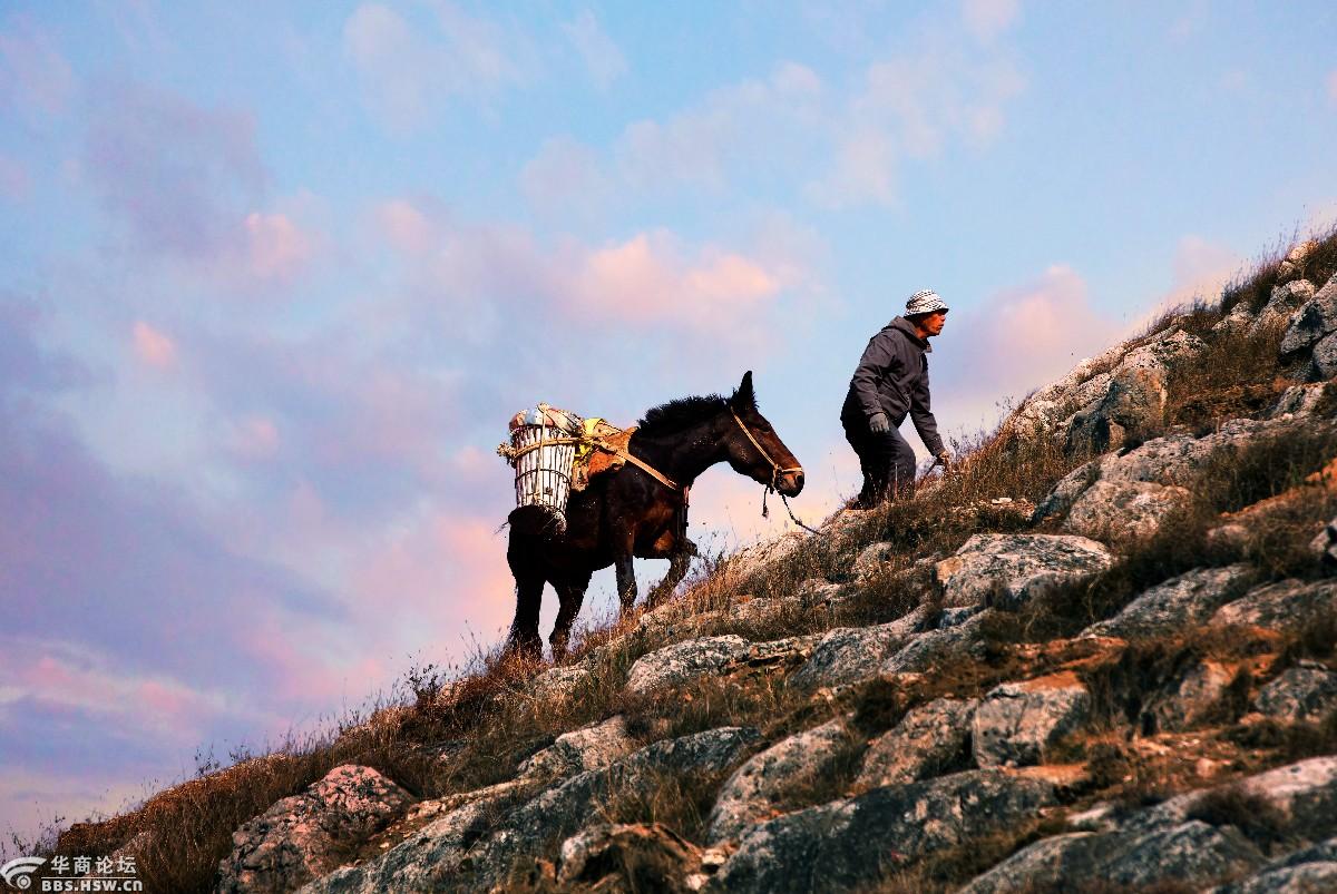 走在夕阳里的马帮