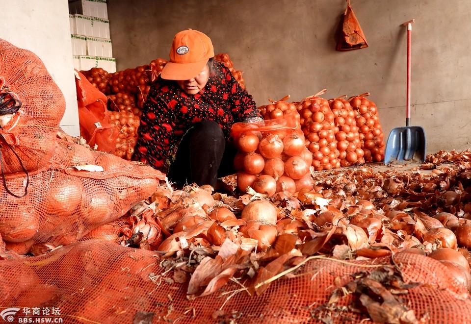 辛勤干活的农村妇女装菜工!