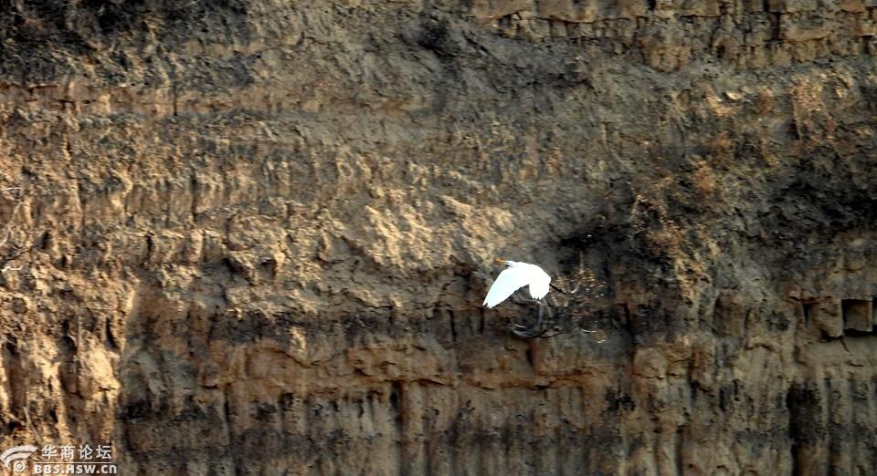 野外抓拍到河道对岸的鹭鸶