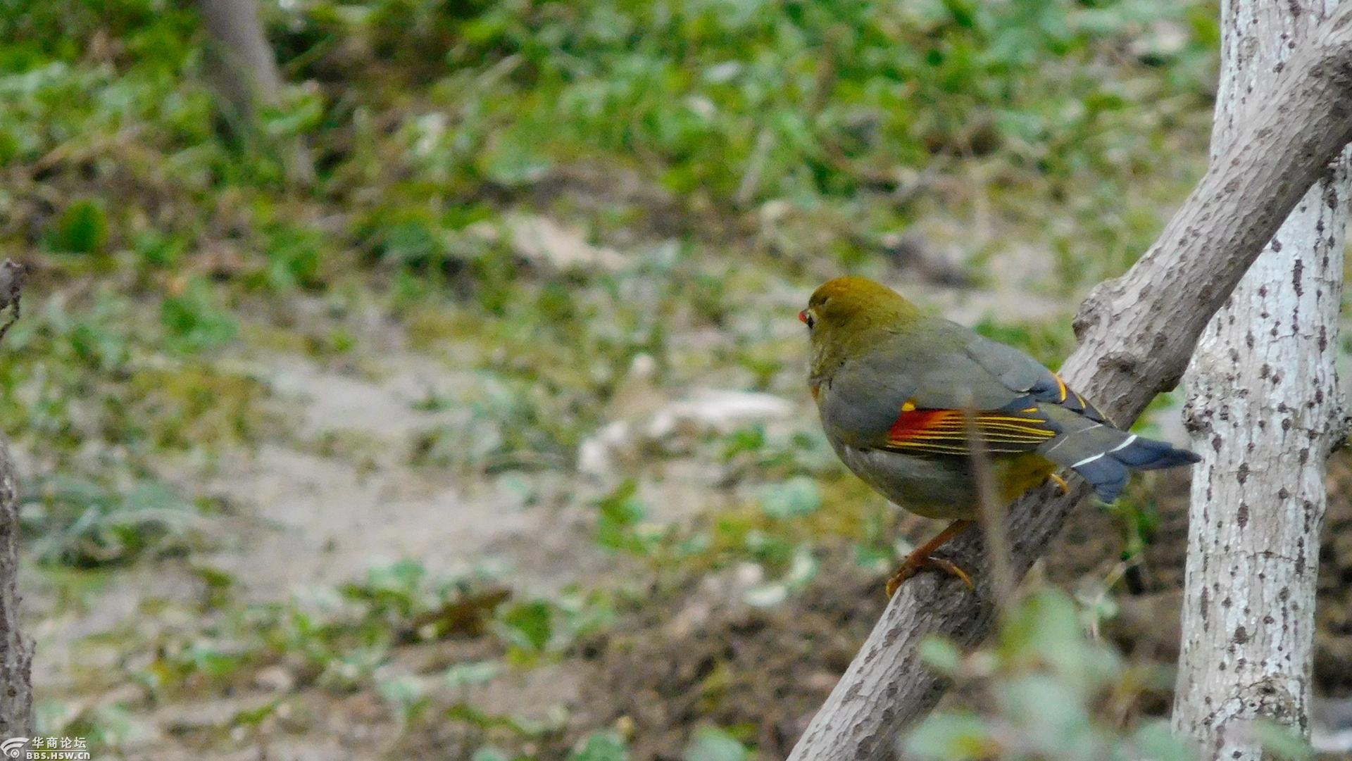红嘴玉鸟迎新春