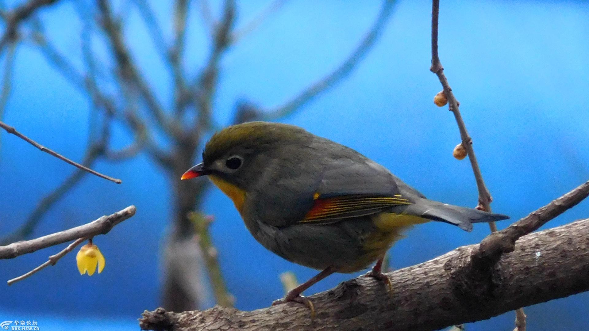红嘴玉鸟迎新春