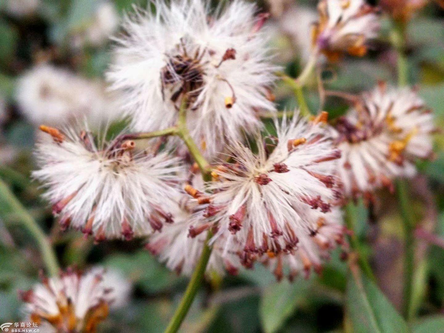 主题:冠毛蓬松的千里光