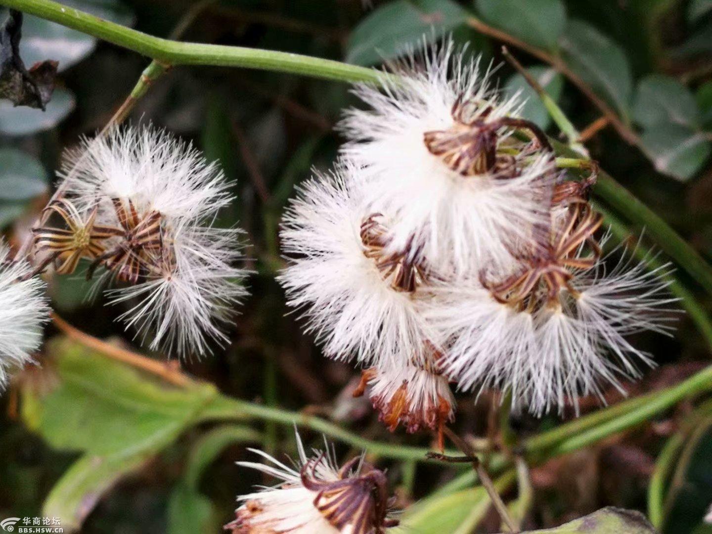 冠毛蓬松的千里光