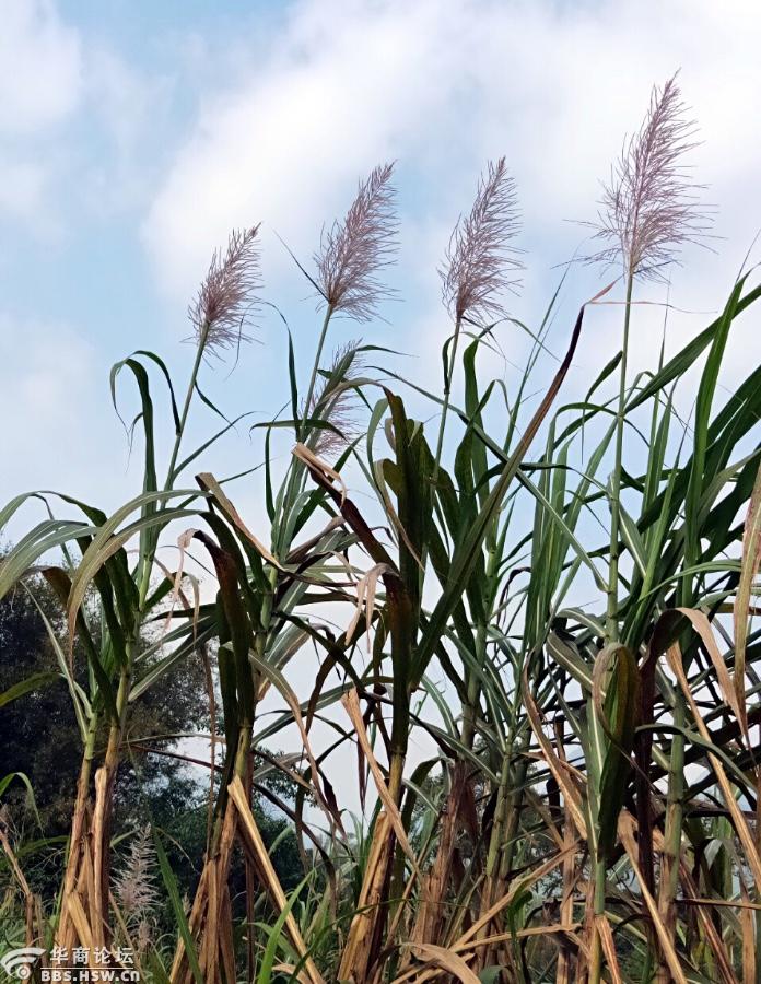 新春奇葩甘蔗花